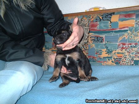 Berner Sennenhund Mein Kleiner Bernersennen-Bernhardiener Mix mit vier Wochen