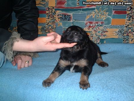 Berner Sennenhund Mein Kleiner Bernersennen-Bernhardiener Mix mit vier Wochen