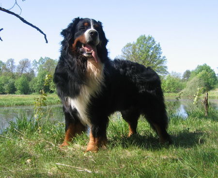 Berner Sennenhund Mł.Ch.PL.B-Aztek Mocny Akord