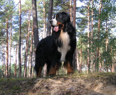 Berner Sennenhund Mł.Ch.PL.B-Aztek Mocny Akord