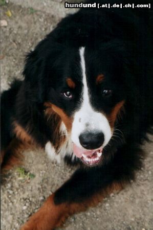 Berner Sennenhund Makker aus Holland!