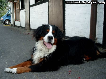 Berner Sennenhund Max , 3 Jahre