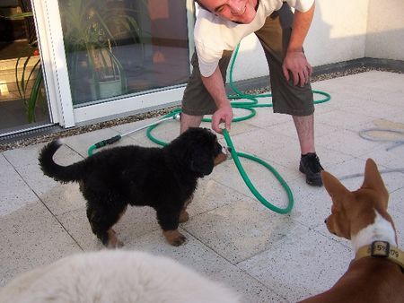 Berner Sennenhund Man bekommt hier ja sonst nix zu saufen...