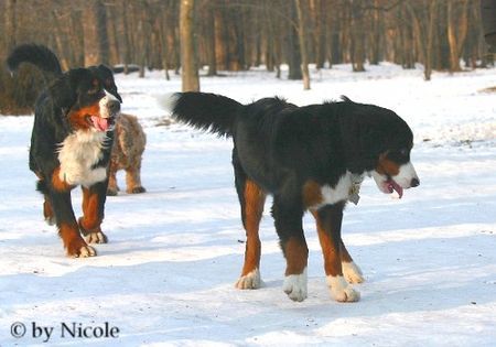 Berner Sennenhund Prater