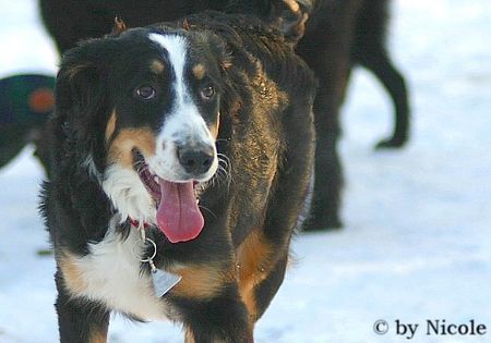 Berner Sennenhund Prater 15.01.06