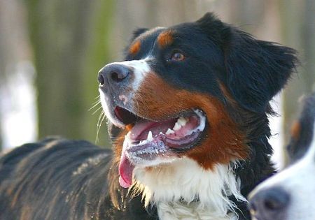 Berner Sennenhund Prater 15.01.06