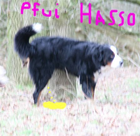 Berner Sennenhund Pfui Hasso