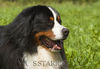 Berner Sennenhund Hund