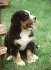 Berner Sennenhund Hund