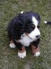 Berner Sennenhund Hund