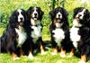 Berner Sennenhund Hund