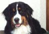 Berner Sennenhund Hund