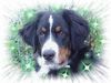 Berner Sennenhund Hund