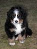 Berner Sennenhund Hund