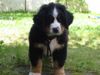 Berner Sennenhund Hund