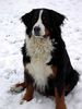 Berner Sennenhund Hund