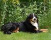 Berner Sennenhund Hund