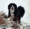 Berner Sennenhund Hund