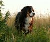 Berner Sennenhund Hund