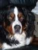 Berner Sennenhund Hund