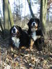 Berner Sennenhund Hund