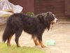 Berner Sennenhund Hund