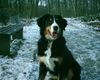 Berner Sennenhund Hund