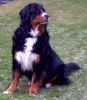 Berner Sennenhund Hund