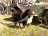 Berner Sennenhund Hund