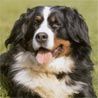 Berner Sennenhund Hund