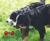 Berner Sennenhund Hund