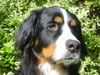 Berner Sennenhund Hund