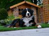 Berner Sennenhund Hund