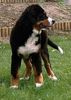 Berner Sennenhund Hund