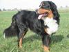 Berner Sennenhund Hund