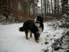 Berner Sennenhund Hund