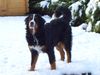 Berner Sennenhund Hund