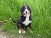 Berner Sennenhund Hund