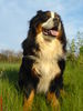 Berner Sennenhund Hund