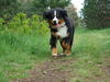 Berner Sennenhund Hund