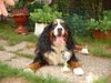 Berner Sennenhund Hund