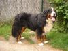 Berner Sennenhund Hund