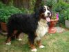 Berner Sennenhund Hund