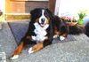 Berner Sennenhund Hund