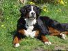 Berner Sennenhund Hund