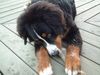 Berner Sennenhund Hund