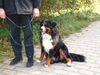 Berner Sennenhund Hund