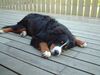 Berner Sennenhund Hund