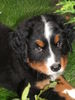 Berner Sennenhund Hund