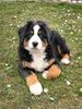 Berner Sennenhund Hund